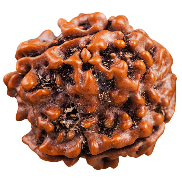14 mukhi Rudraksha
