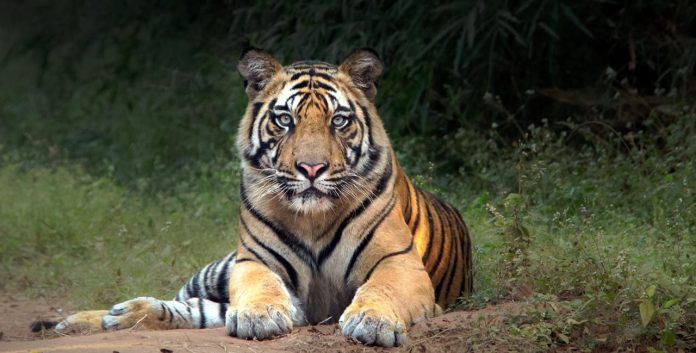 Tiger Safari Tours India